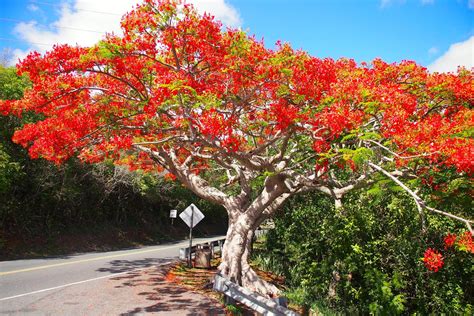 le flamboyant      plain  tree caribbean