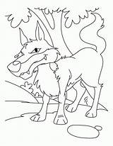 Wolf Coloring Peter Library Book sketch template