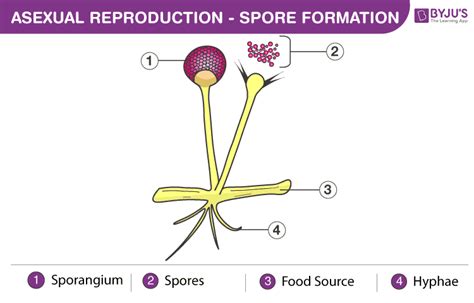 spore formation method diagram  examples