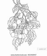 Plum Tree Coloring Fruit Vector Template Pages Line Pic Pear sketch template