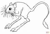 Desierto Jerboa Jerbo Sahara Rodent Roedor Jerboas Deserto Deserts Rats Animais sketch template