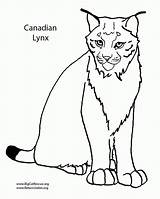 Lynx Canadian Luchs Coloriages Ausmalen Coloringbay Fabel Laguerche Coloringhome sketch template