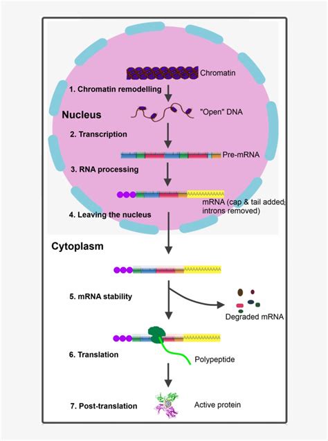 Regulation Of Gene Expression In Eukaryotes