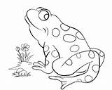Frog Poison Dart sketch template