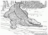 Crocodile Mewarnai Buaya Coloringhome Crocodiles sketch template