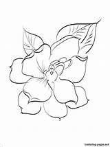 Gardenia Drawing Coloring Getdrawings 19kb 750px sketch template