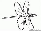 Coloring Pages Dragonflies Gambar Mewarnai Comments sketch template