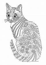 Coloring Cat Pages Adults sketch template