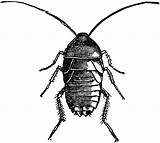Roach Clipart Cockroach Clip Cliparts Etc Cockroaches Roaches Library Clipartbest Medium Usf Edu Favorites Add sketch template
