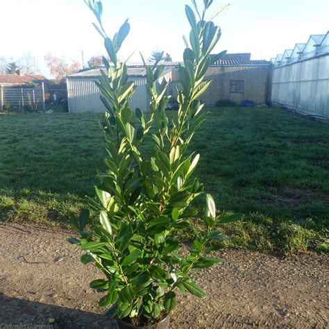 large cherry laurel hedging prunus rotundifolia  sale charellagardens