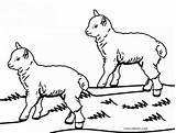 Sheep Schaf Malvorlagen Cool2bkids Ausdrucken Kostenlos Shepherds sketch template