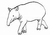 Tapir Coloring Pages Color Animals Animal Printable Sheet 71kb 422px sketch template