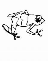 Coloring Frog Poison Dart Pages Getdrawings sketch template