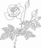 Rose Coloring Cherry Pages Flowers Vanilla Grandiflora Printable Gypsophila Roses Breath Baby Clipart Print Sketch Size sketch template