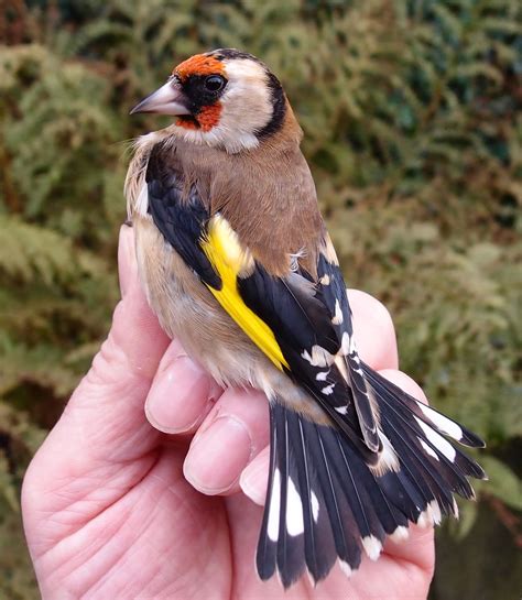 bush sexing goldfinches  photographic study updated