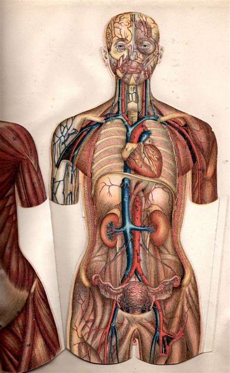 13 Best Anatomy Images On Pinterest Anatomy Health And Anatomy Reference