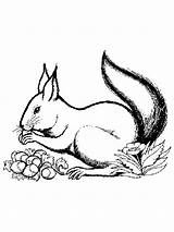 Veverite Colorat Scoiattolo Animale Ecureuil Planse P17 Desene Desenate Primiiani Hazelnut Squirrel Gifgratis Prend Codes Ton Hugo sketch template