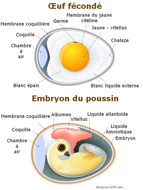 Incubation Artificielle Des œufs De Poules Et Volailles Poulailler Bio