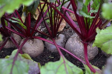 grow beets  containers gardeners path