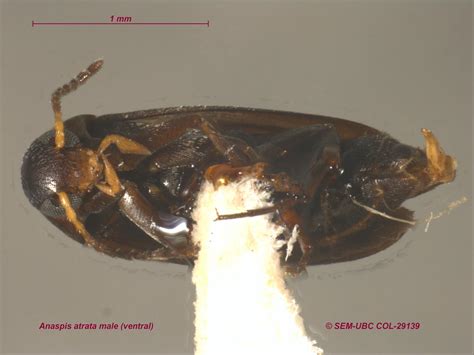 Scraptiidae