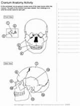 Coloring Skull Anatomy Human Activity Pages Bones Asu Printable Worksheets Askabiologist Worksheet Skeleton Ask Biologist Edu Activities Color Biology Physiology sketch template
