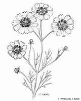 Coreopsis Coloring 54kb 720px sketch template