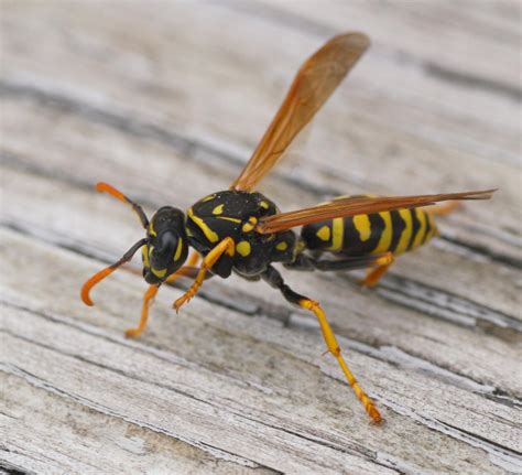 european paper wasp animals library