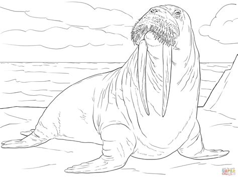 adult male walrus coloring page  printable coloring pages