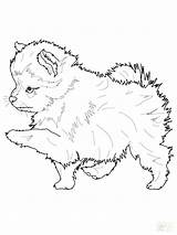 Husky Coloring Pages Pomeranian Puppy Realistic Printable Dog Color Springer Spaniel Colouring Pup Pomeranians English Print Getcolorings Getdrawings Spitz Puppies sketch template