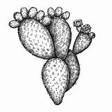 Prickly Graphic Fichi Engrave Isolated Dindia Cactus sketch template