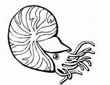 Coloring Sea Pages Shells Clipart Snail Library Sheet sketch template