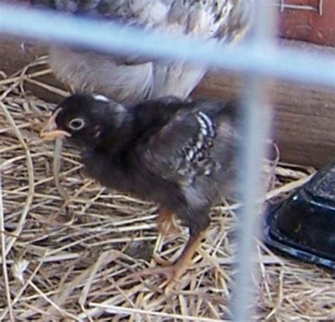 Wing Feathers In Barred Rock Chicks And What Color Is This Backyard