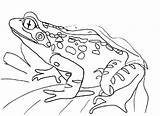 Coloring Frog Pages Toad Printable Color Getcolorings Print sketch template