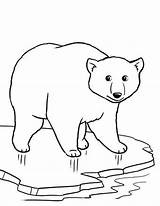 Polar Bear Coloring Pages Cute Drawing Arctic Ice Cartoon Baby Animal Color Cola Coca Colouring Bears Easy Printable Thin Wolf sketch template