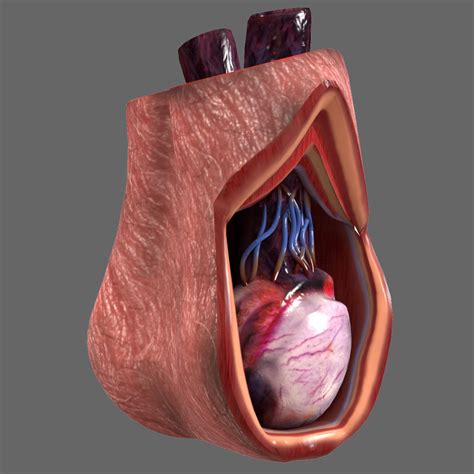 3d Anatomy Male Testicle Human Model