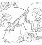 Mantis Praying Coloringbay sketch template