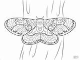 Moth Coloring Pages Insects Printable Moths Color Coloringbay Drawing Night sketch template