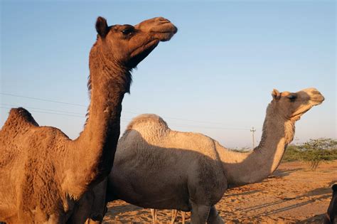 indias largest dairy brand prepares  market  acquired taste camel
