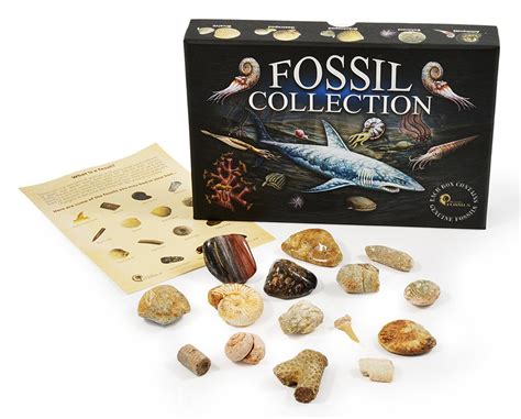 fossil collection kit   genuine fossils  storenvy