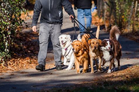 lot  canine walkers earn  wage abstract
