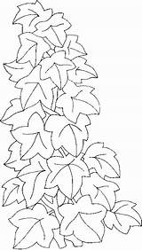 Lierre Grimpant Enredaderas Plante Coloriage Greluche Climbing Plantes Fleurs Hiedra sketch template