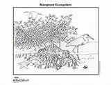 Mangrove Ecosystem Ecosystems Nationalgeographic Wetlands Wetland Manglar Ecosistema Coloringpage sketch template