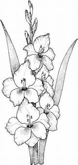 Gladiolus sketch template