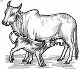 Cow Coloring Pages Calf Clipart Kids Indian Drawing Printable Farm Animal Pencil Realistic Cartoon Animals Sketches Drawings Sheets Pongal Outline sketch template