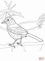 Jay Coloring Scrub Blue Pages Printable Birds Drawing Recommended Coloringbay Getcolorings Categories Kids sketch template