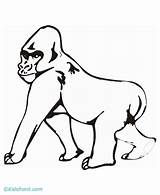 Gorilla Coloring Pages Drawing Kids Cute Popular Getdrawings Library Paintingvalley Clipart Coloringhome sketch template