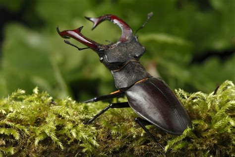 Bộ Cánh Cứng Coleoptera Tìm Hiểu Về Bộ Cánh Cứng