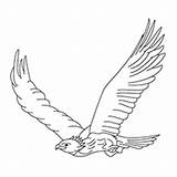 Eagle Coloring Tailed Designlooter Flying High sketch template