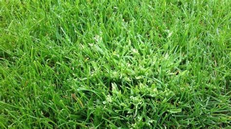 Annual Meadow Grass In Your Lawn How To Remove Control