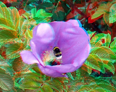 bee into flower 3d anaglyph a photo on flickriver